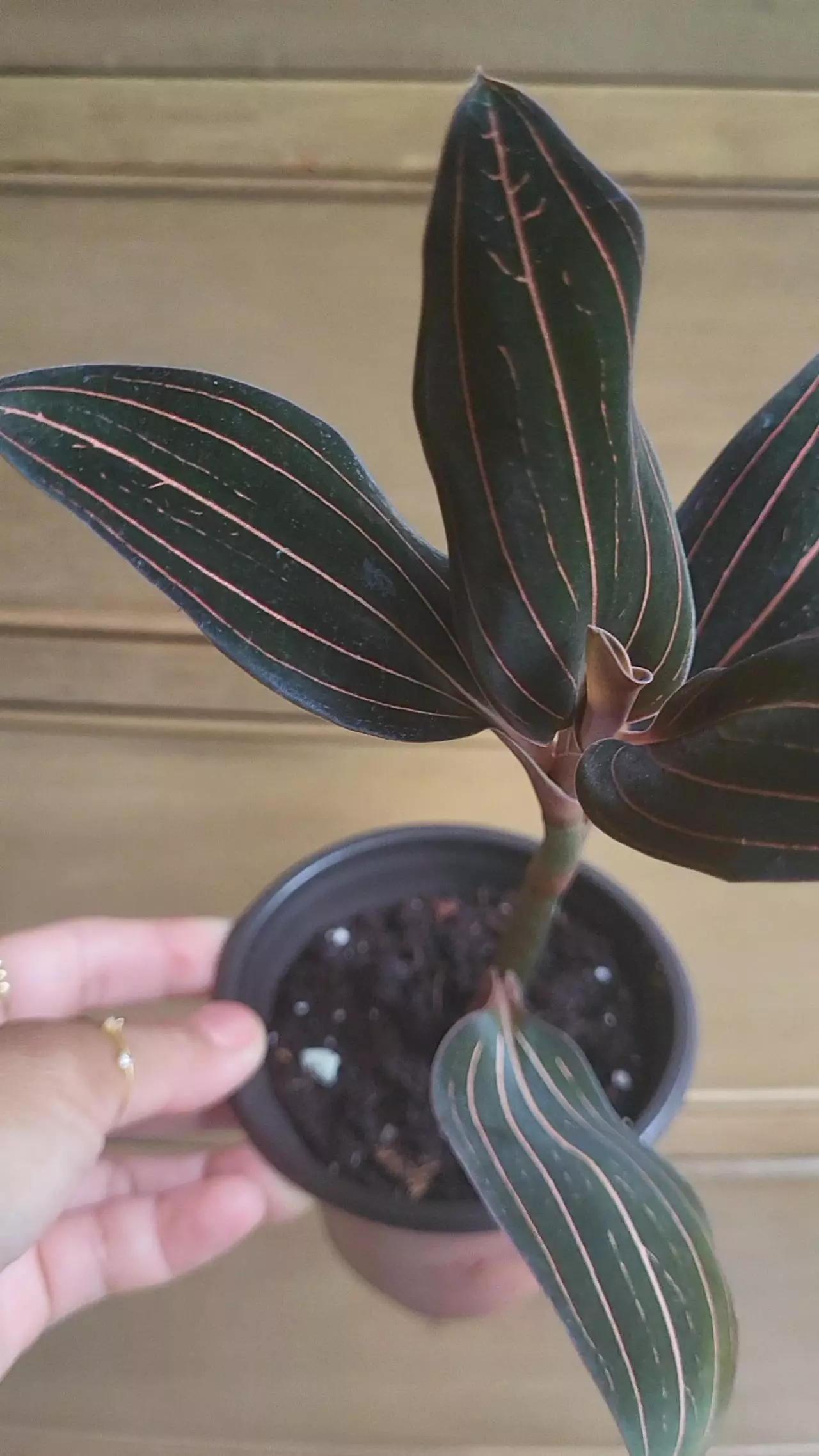 plant/3.5" Jewel orchid exact-1
