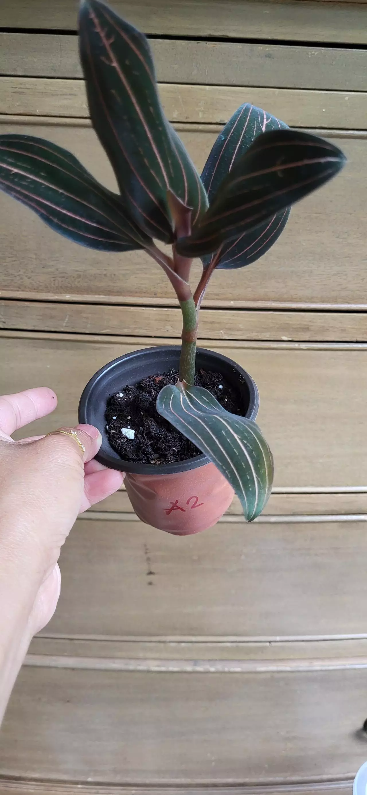 plant/3.5" Jewel orchid exact-0
