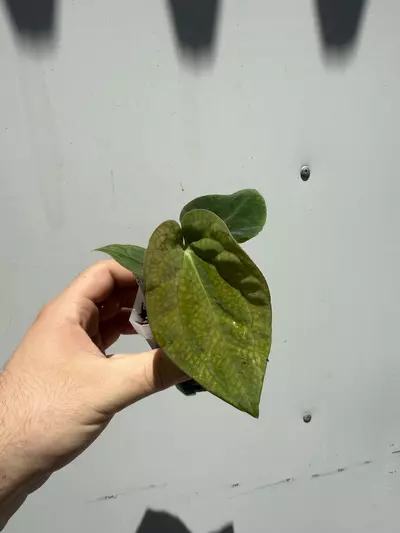 plant/3 Small Plant Mystery Box-3-thumbnail