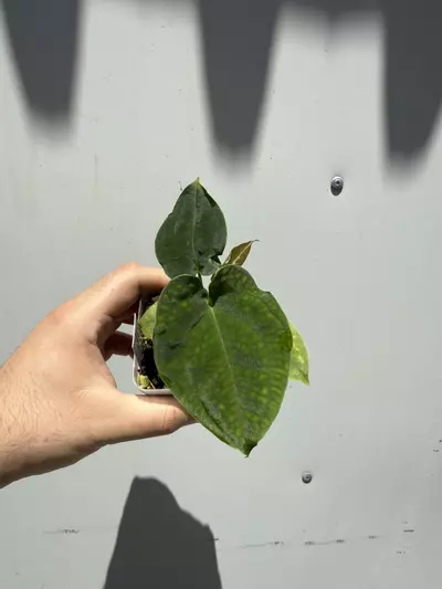 plant/3 Small Plant Mystery Box-2-thumbnail