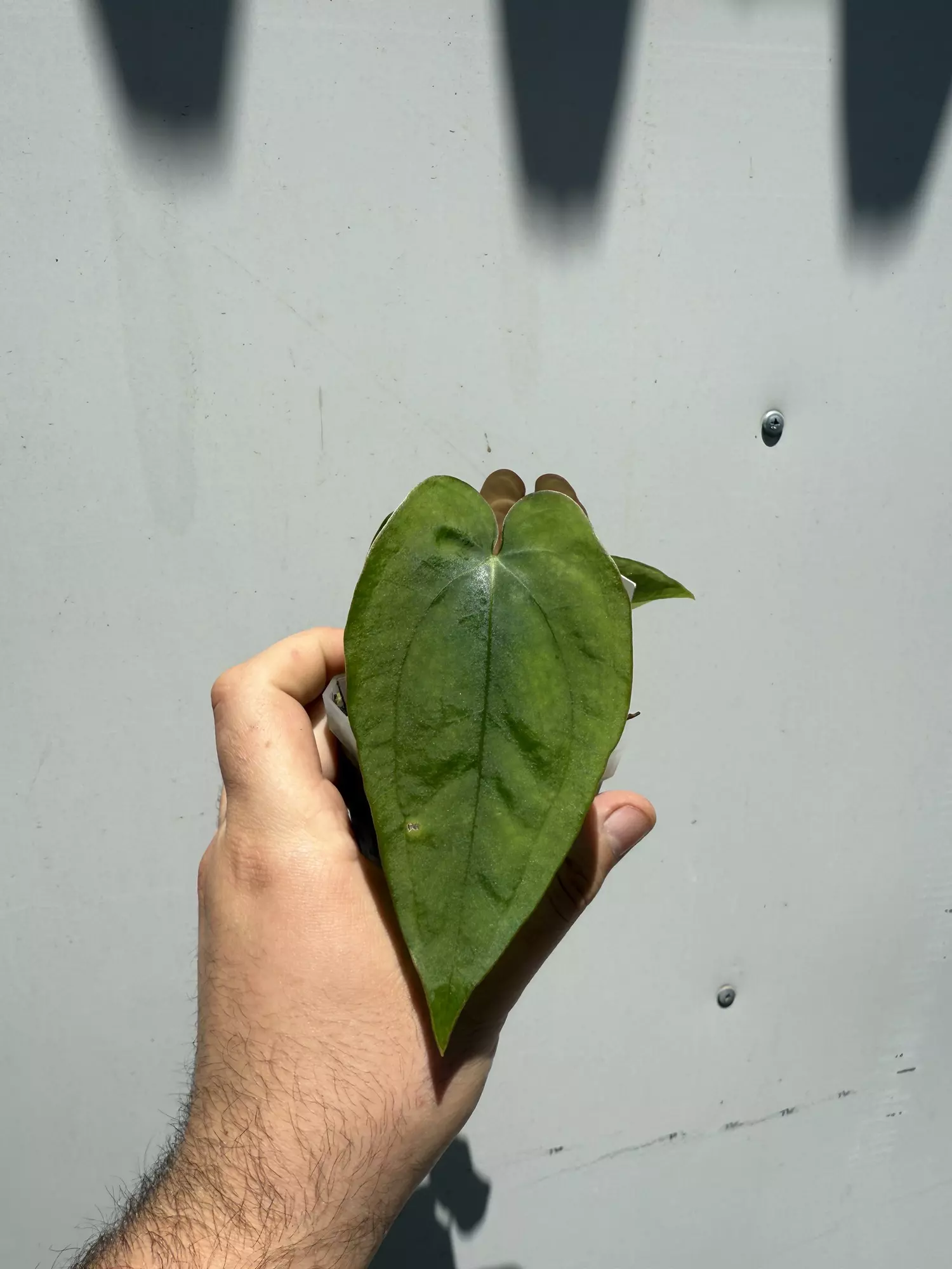 plant/3 Small Plant Mystery Box-4