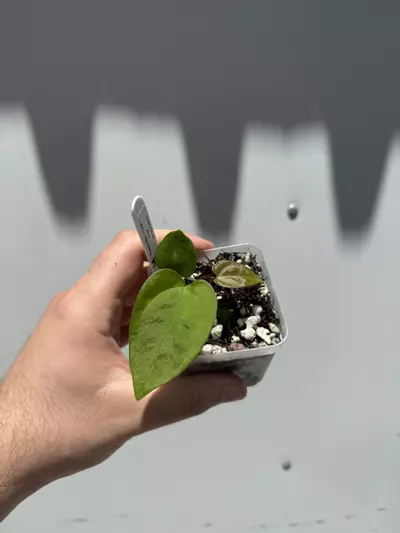 plant/3 Small Plant Mystery Box-1-thumbnail