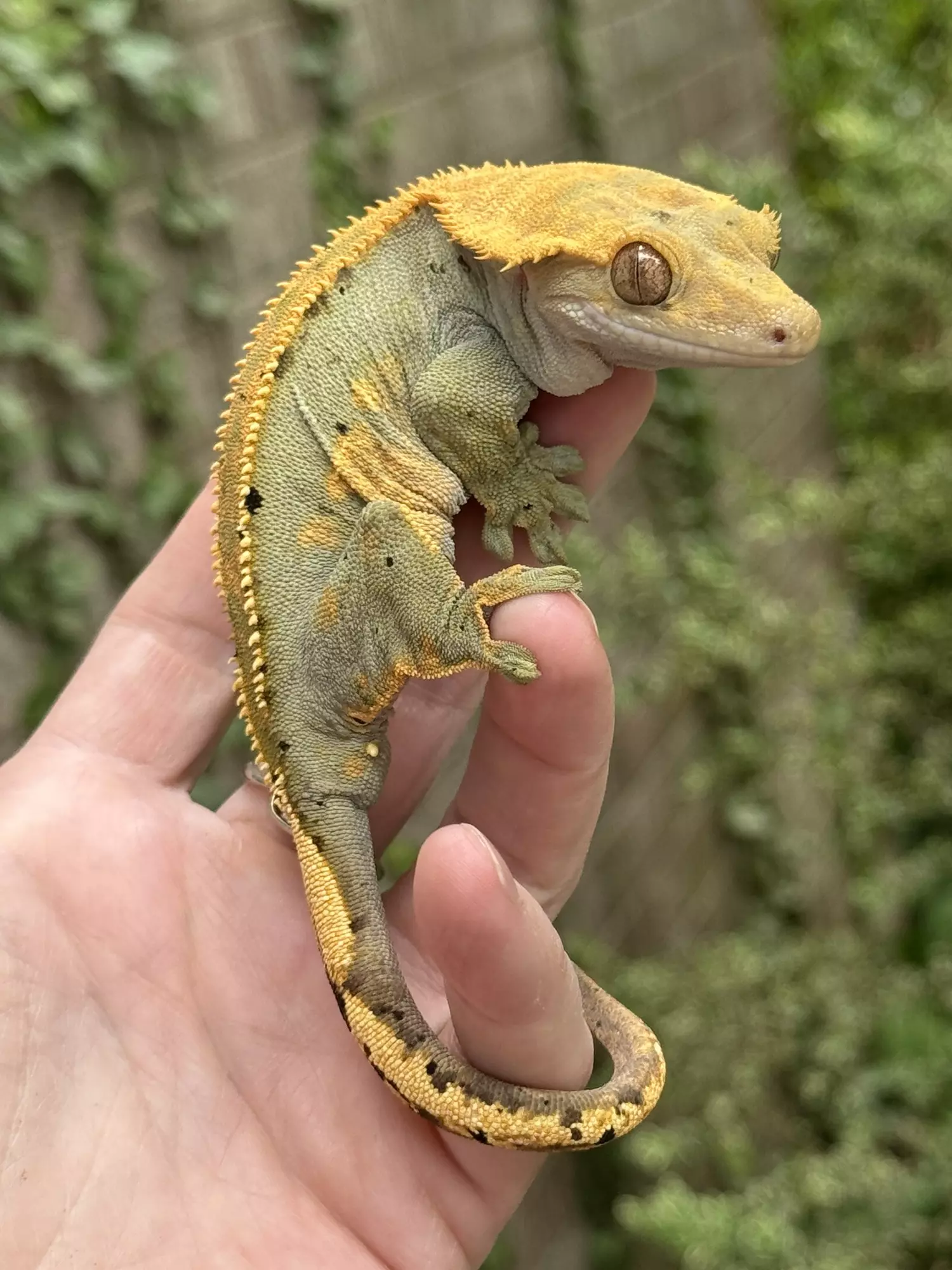 plant/Rtb soft scale female-0