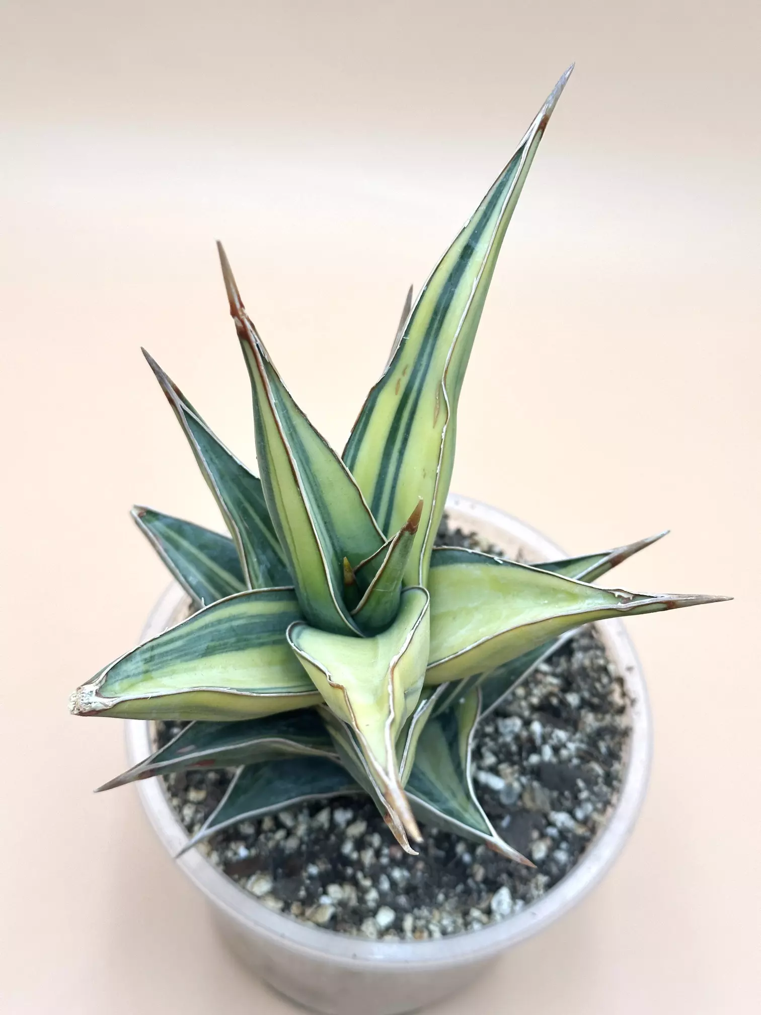 plant/XXL Tower variegated-1