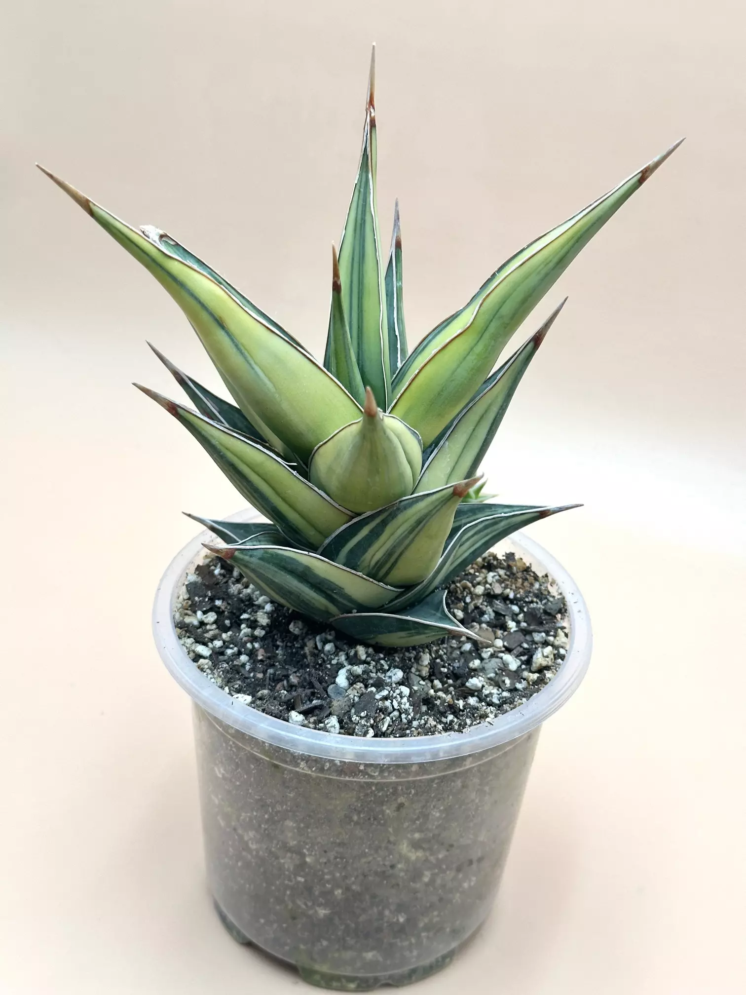 plant/XXL Tower variegated-0