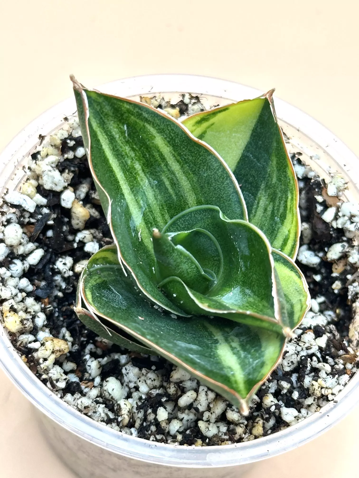 plant/Andaman variegated (smaller)-0