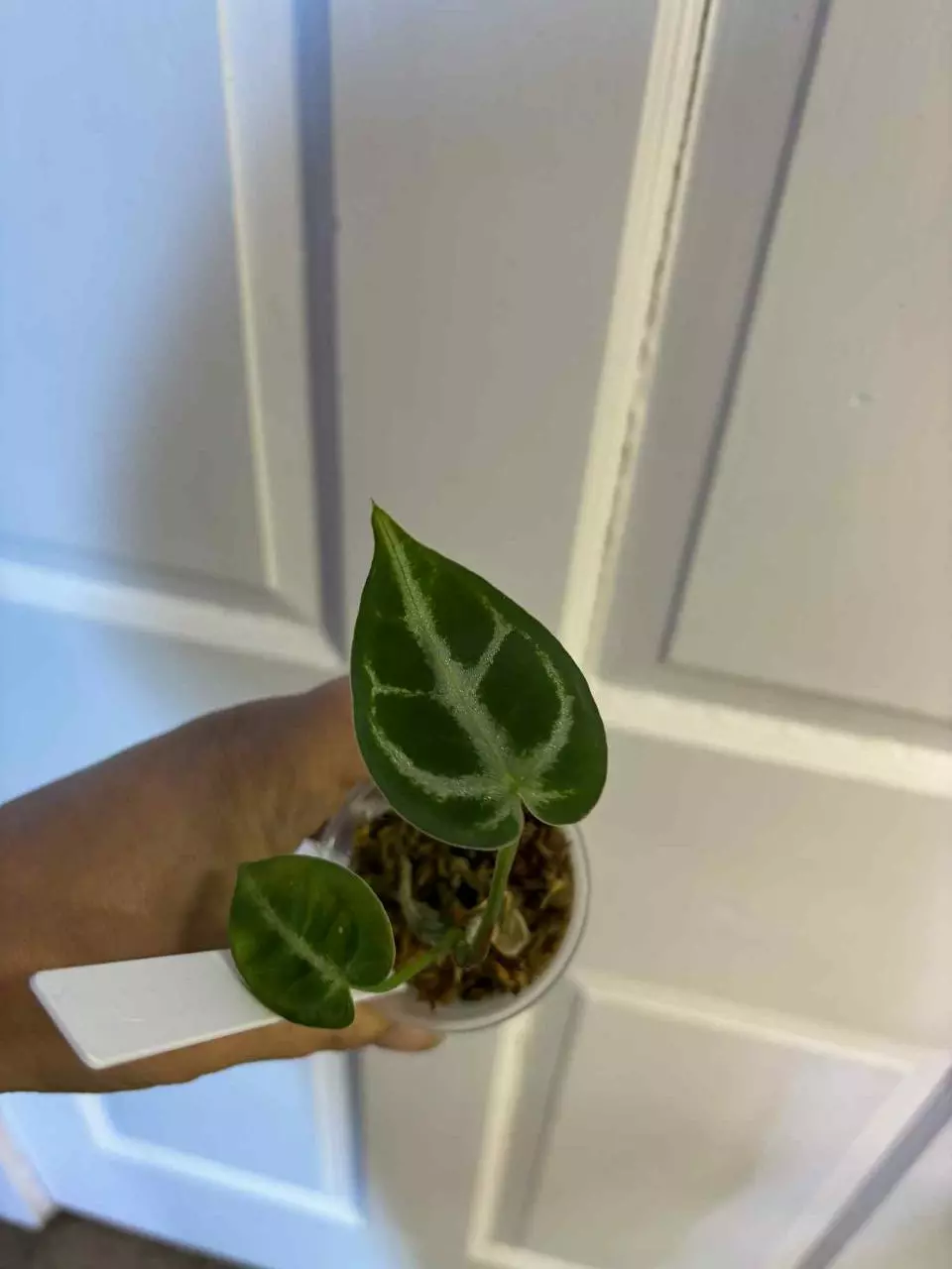 plant/Silver blush x open anthurium-0