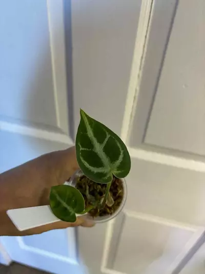 plant/Silver blush x open anthurium-0-thumbnail