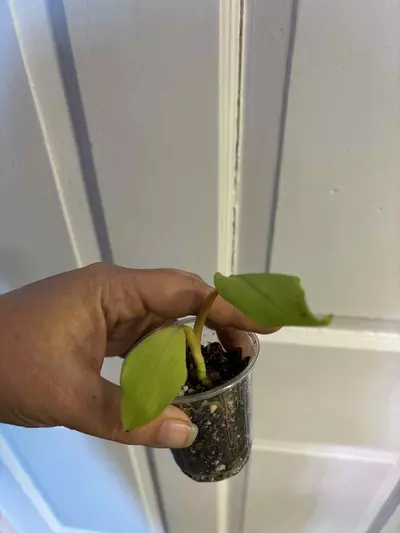 plant/Baby callkind gold philodendron -0-thumbnail