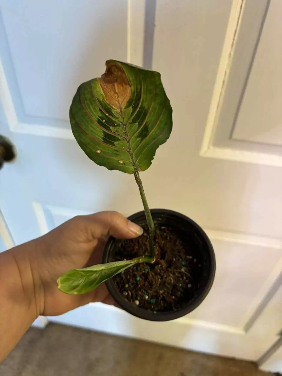 plant/Rehab red veined calthea-0