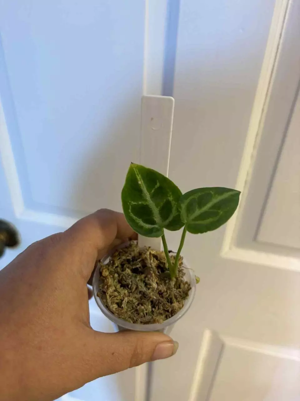 plant/Silver blushx open anthurium-0