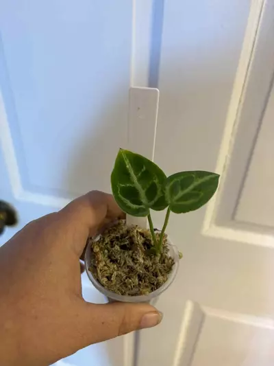 plant/Silver blushx open anthurium-0-thumbnail