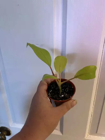 plant/Baby Calkins gold philodendron-0-thumbnail