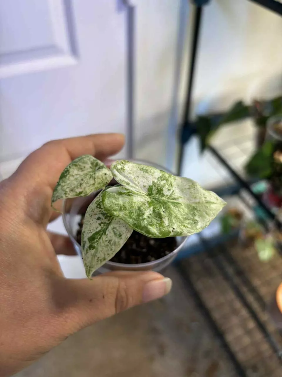 plant/Snow drift alocasia-0