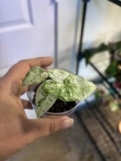 plant/Snow drift alocasia-0-thumbnail