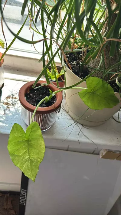 plant/Gaganea alocasia-0-thumbnail