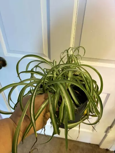 plant/Verigated curly Bonnie-0-thumbnail