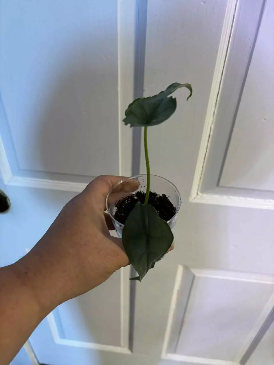 plant/Alocasia dragon breath-0