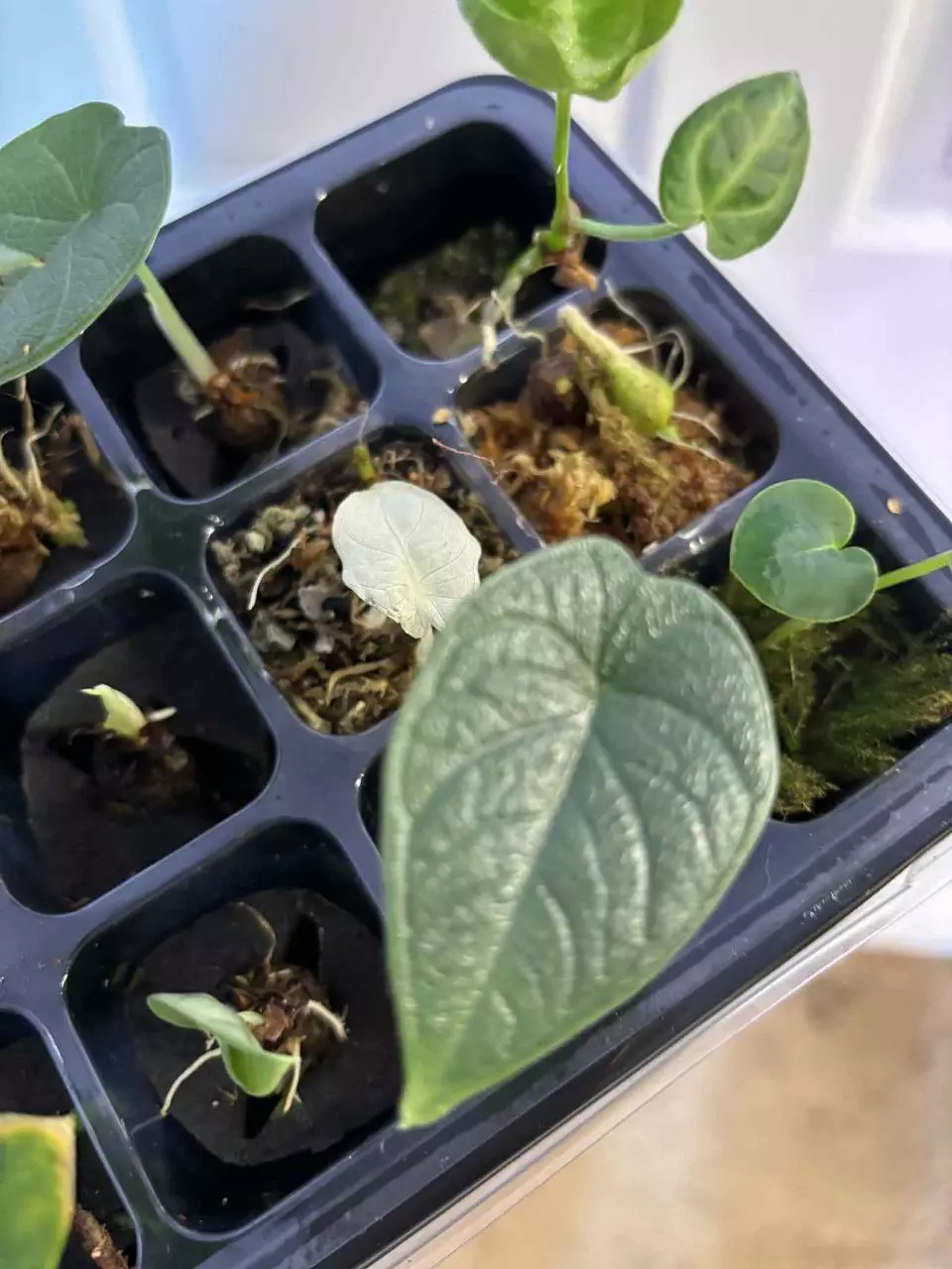 plant/Alocasia melo-0