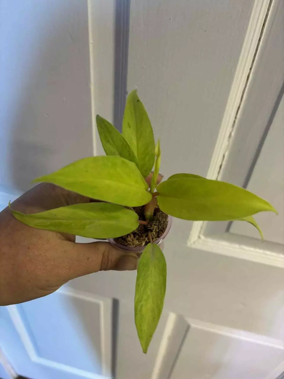 plant/Philodendron verigated Thai sunrise-0