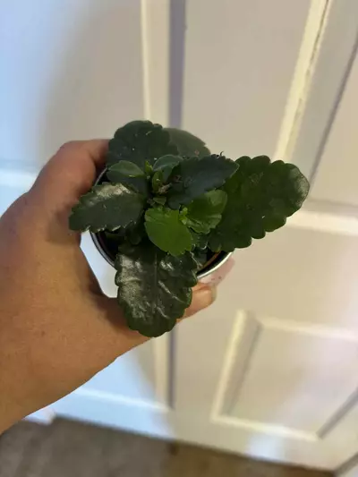 plant/Klonache succulent-0-thumbnail