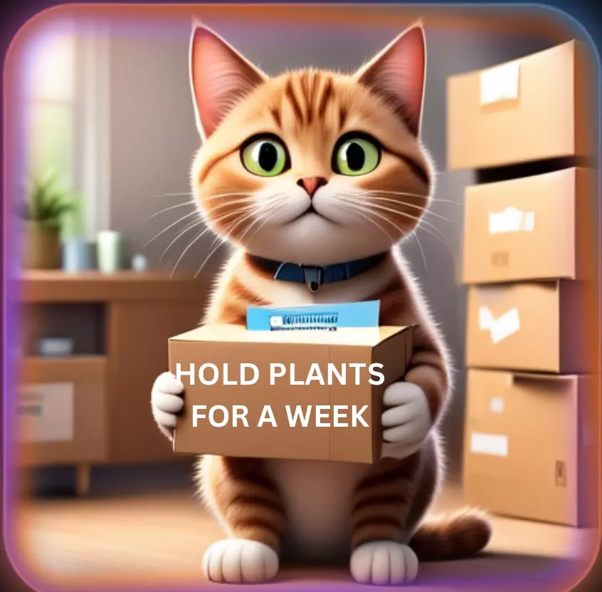 plant/HOLD FOR A WEEK- max 10 days- last ship 12/15 before holidays-0