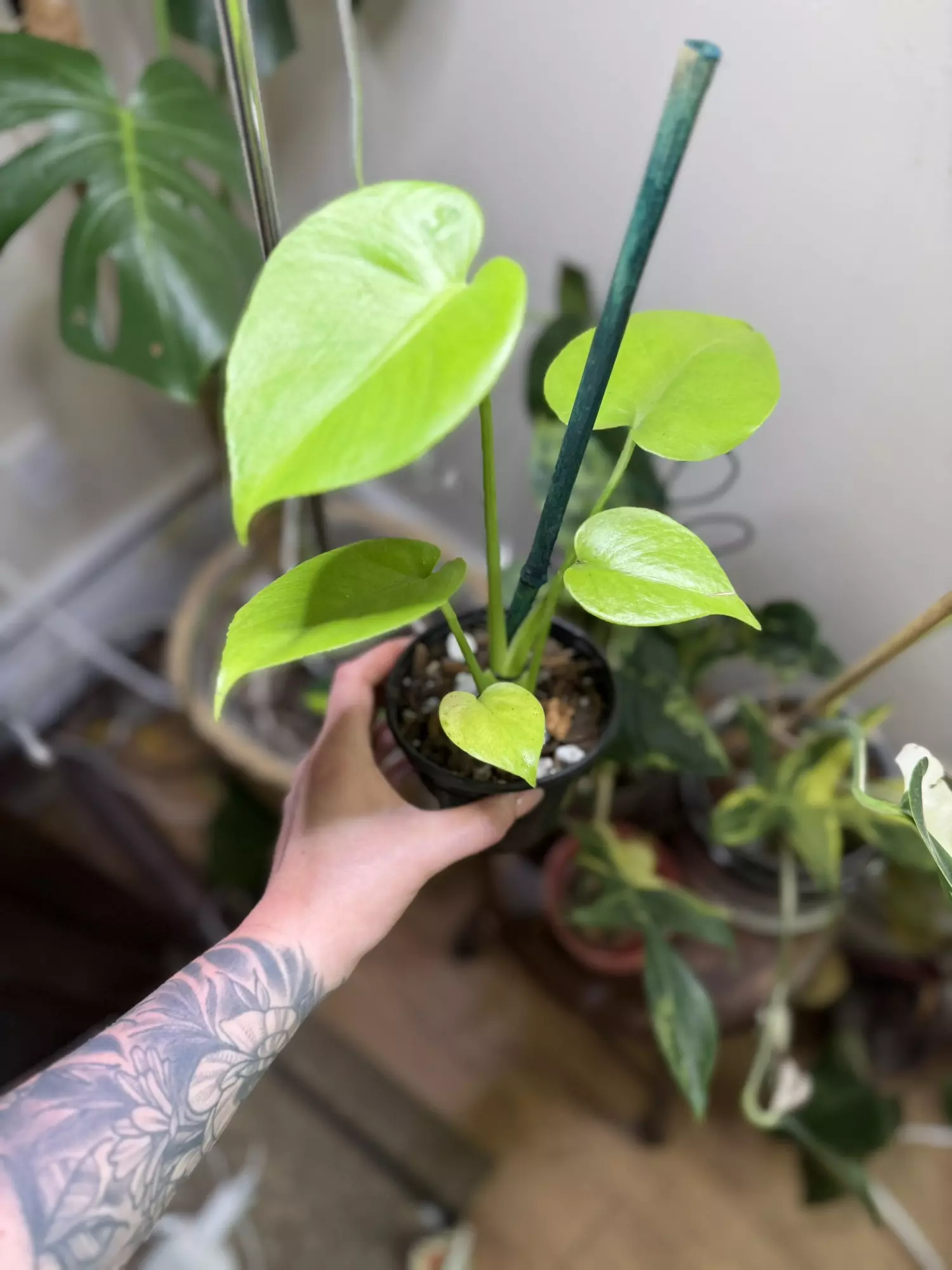 plant/Lemon lime monstera-0