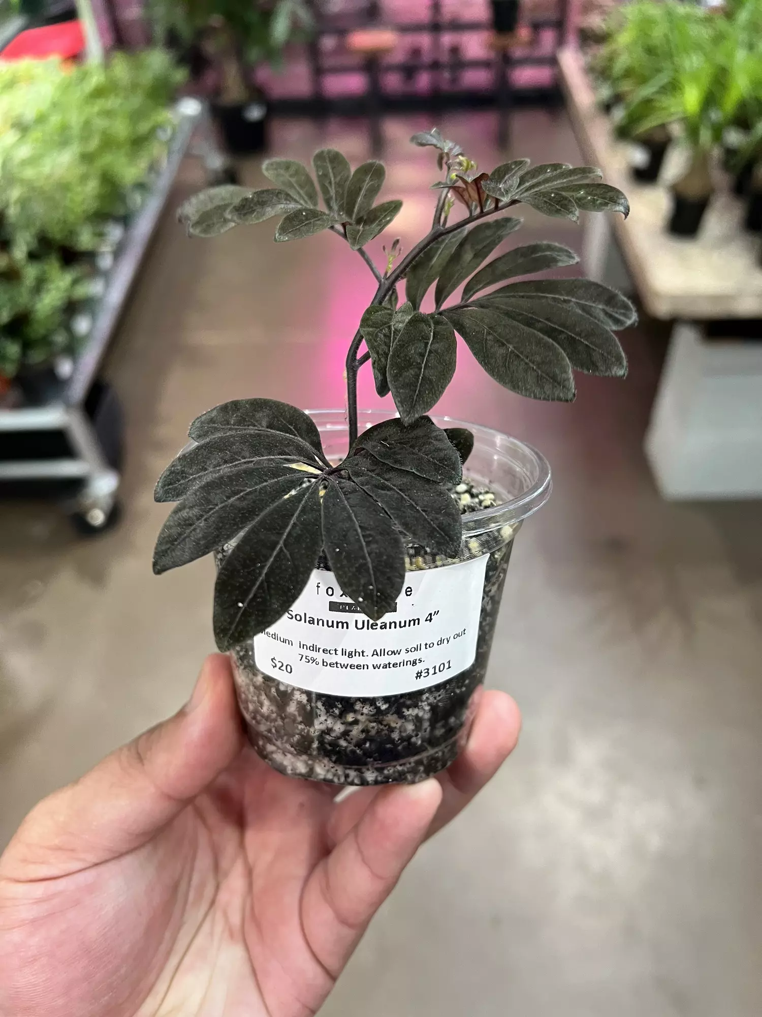 plant/Solanum Uleanum 4” GROWERS CHOICE-0