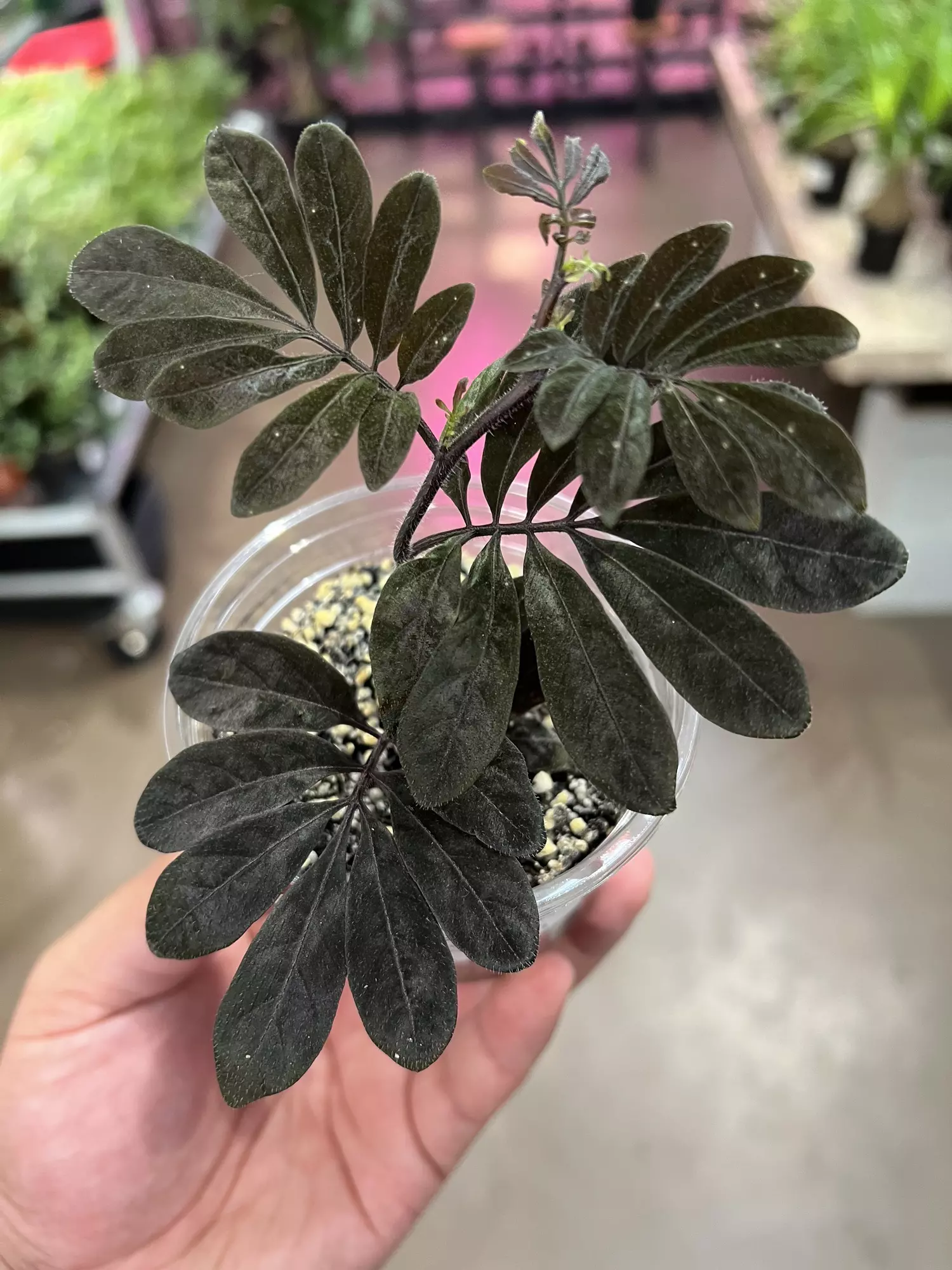 plant/Solanum Uleanum 4” GROWERS CHOICE-1