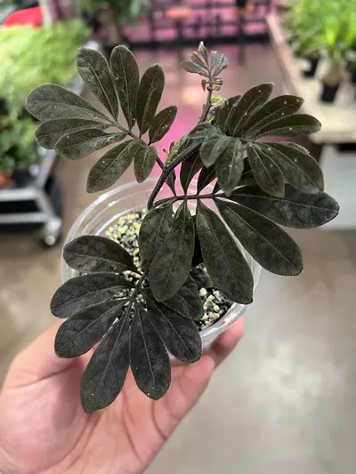 plant/Solanum Uleanum 4” GROWERS CHOICE-1-thumbnail