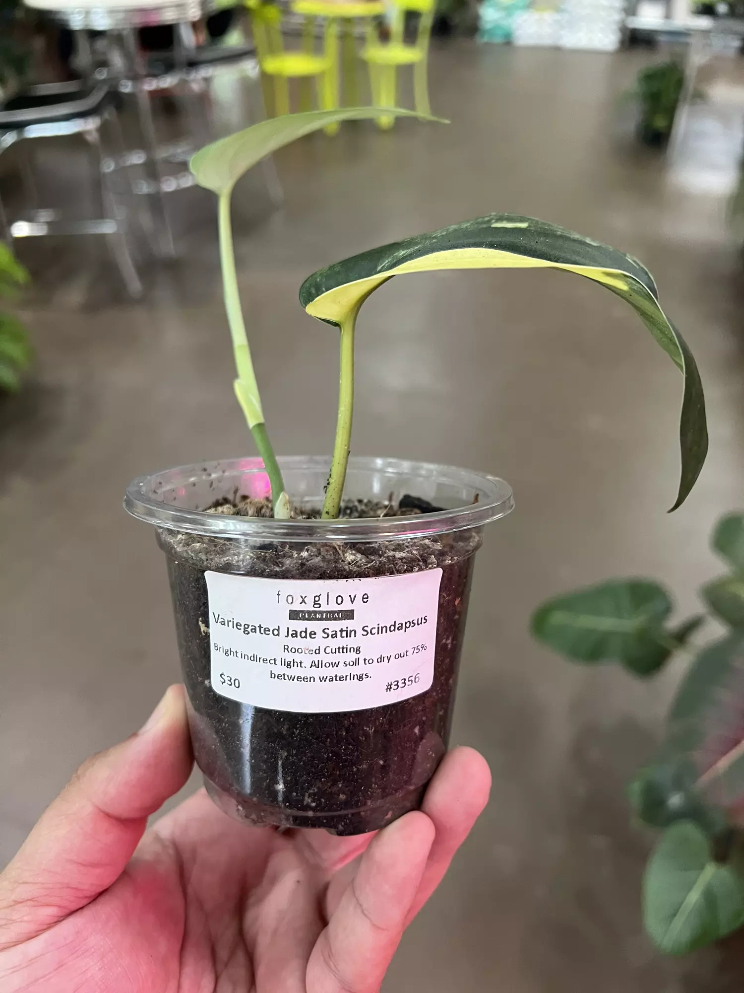plant/Variegated Jade Satin Scindapsus 4”-0