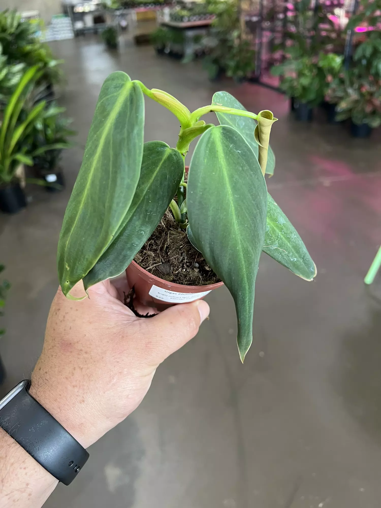 plant/Gigas Philodendron 4”-1