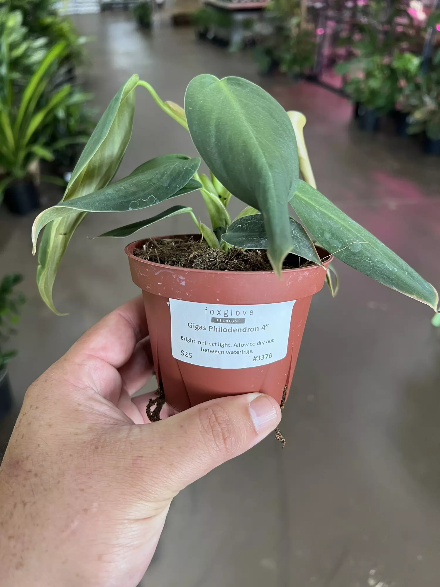 plant/Gigas Philodendron 4”-0