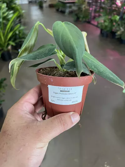 plant/Gigas Philodendron 4”-0-thumbnail
