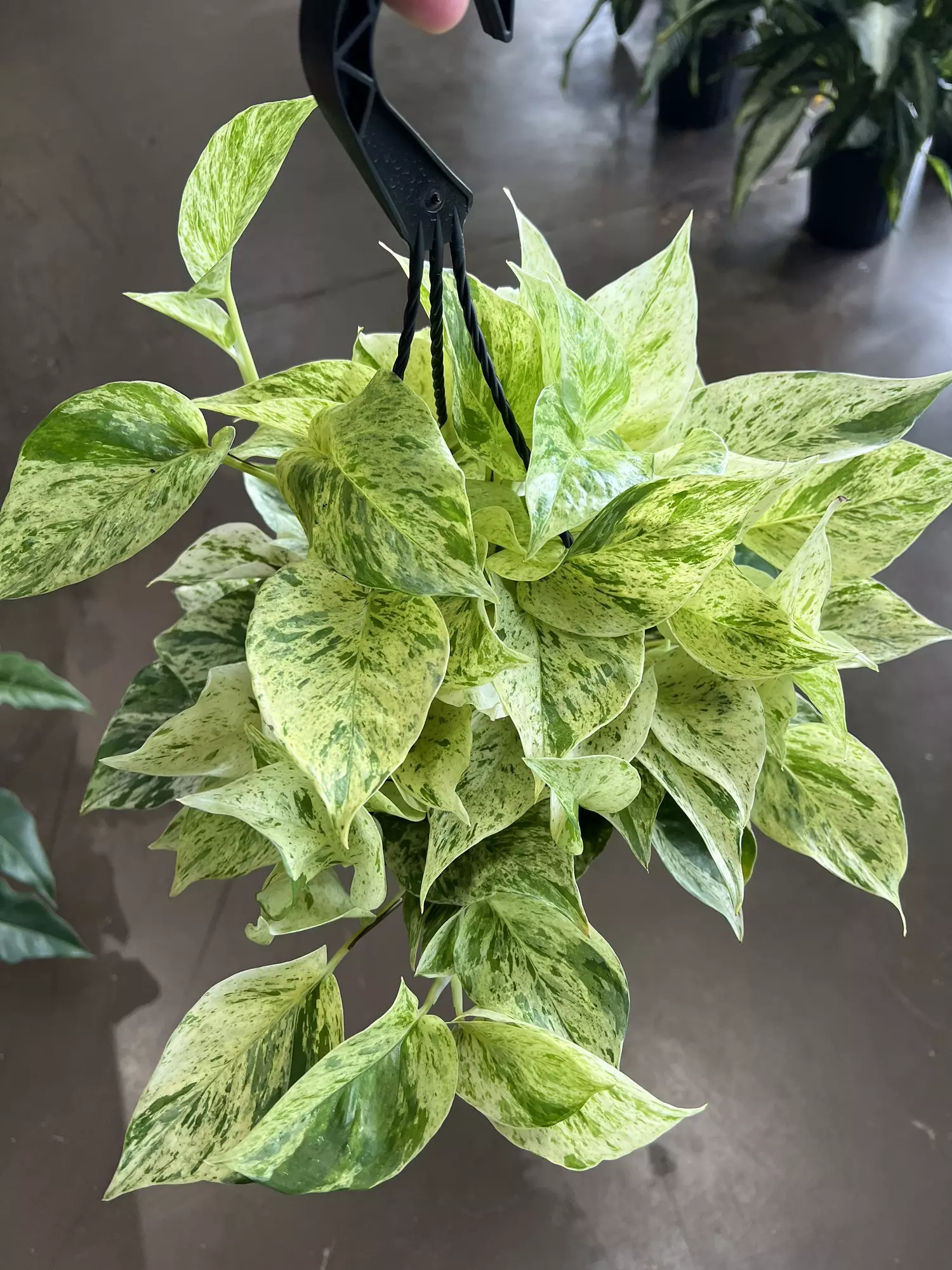 plant/Snow Queen Pothos 8” HB-1