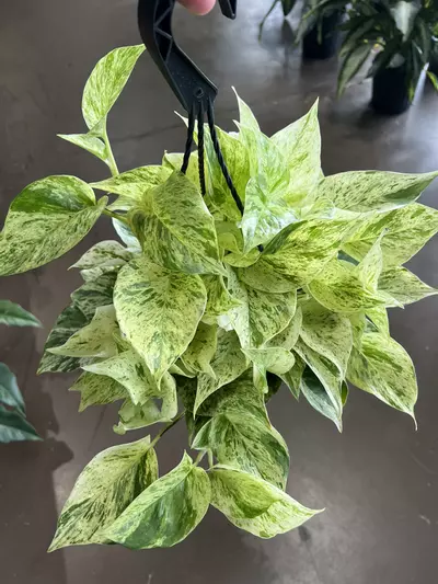 plant/Snow Queen Pothos 8” HB-1-thumbnail