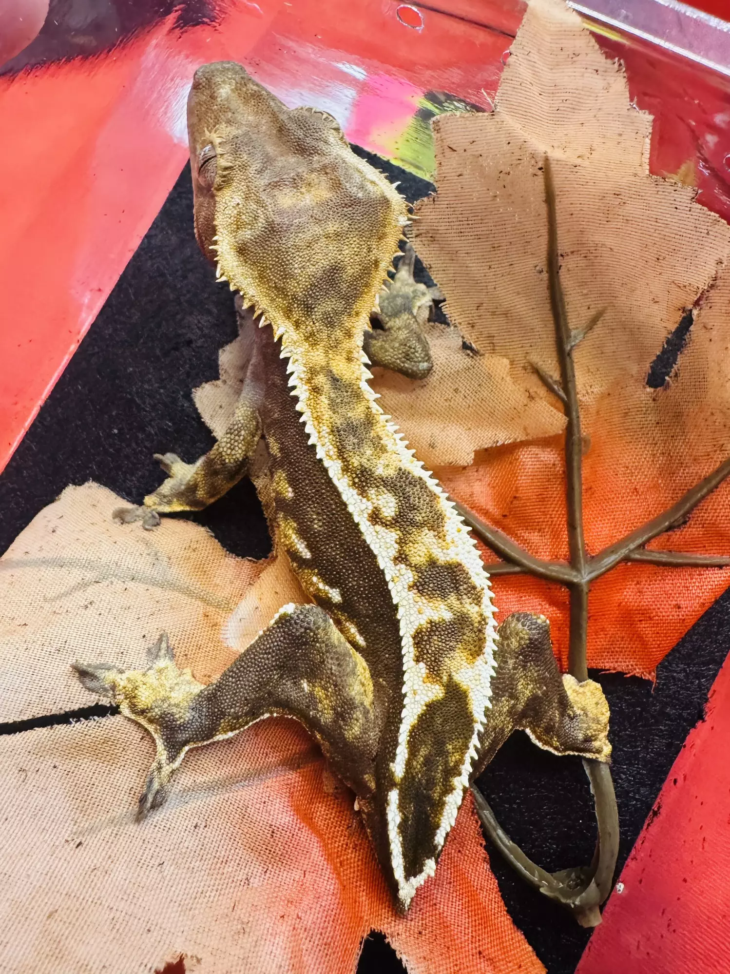 plant/Sara-64 - Female Harlequin Frog Butt -0