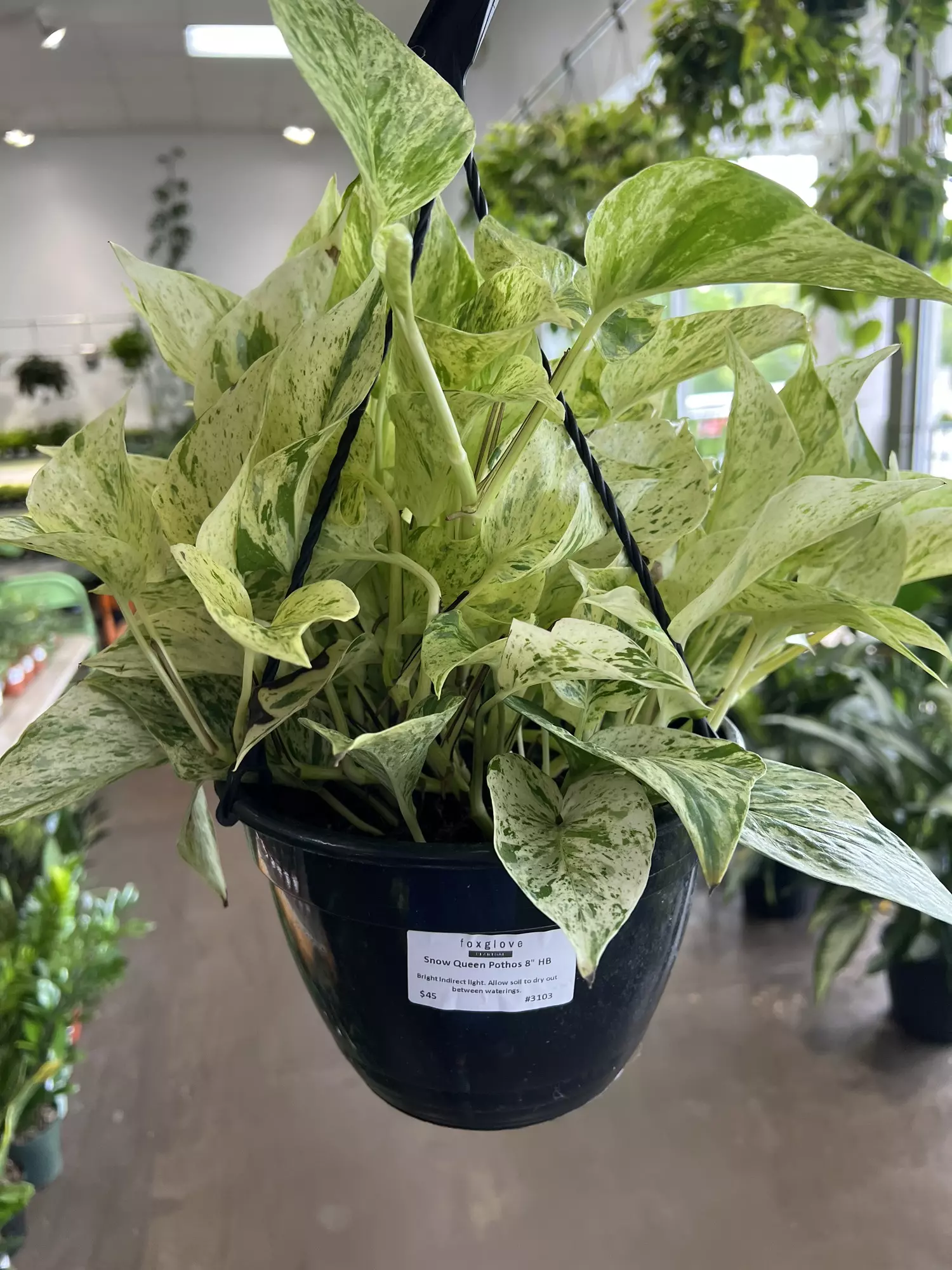 plant/Snow Queen Pothos 8” HB-0