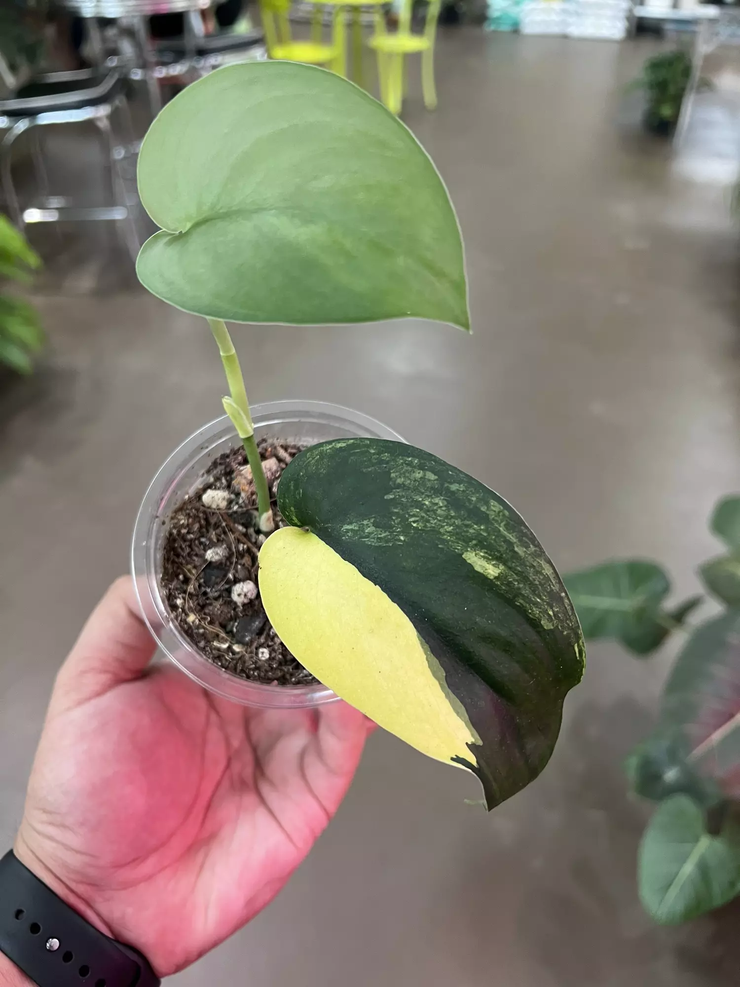 plant/Variegated Jade Satin Scindapsus 4”-1