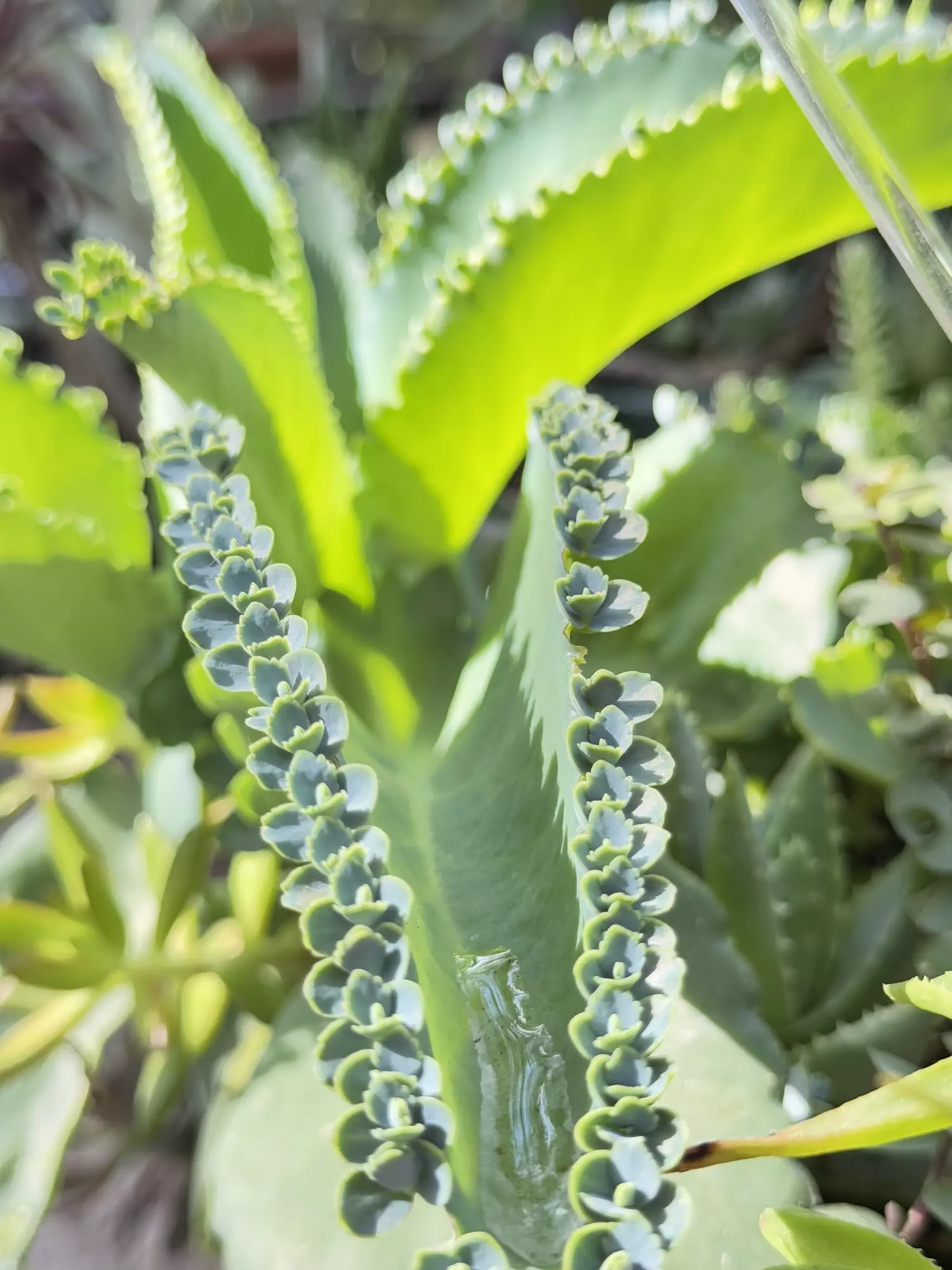 plant/Mother of Thousands babies- 10 babies picked fresh day of shipping-1