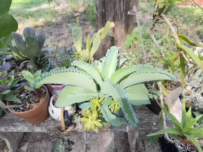 plant/Mother of Thousands babies- 10 babies picked fresh day of shipping-2-thumbnail