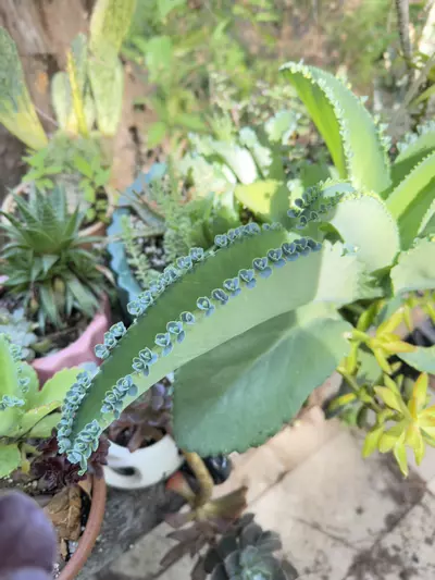 plant/Mother of Thousands babies- 10 babies picked fresh day of shipping-0-thumbnail