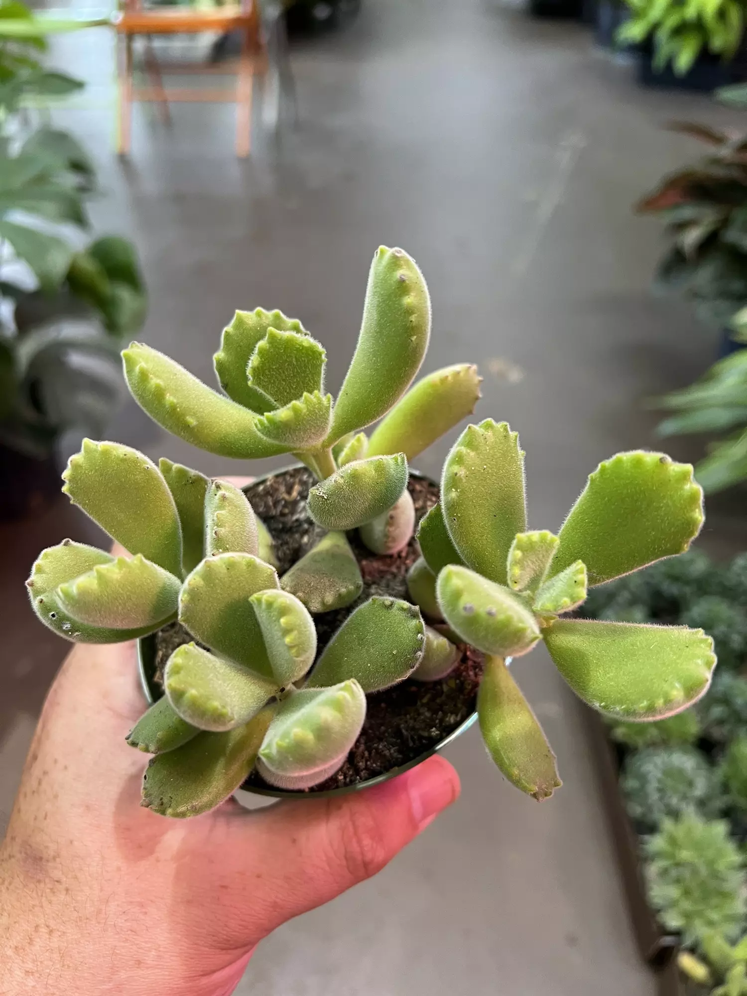 plant/Bear Paw Succulent 4” - Growers Choice-1
