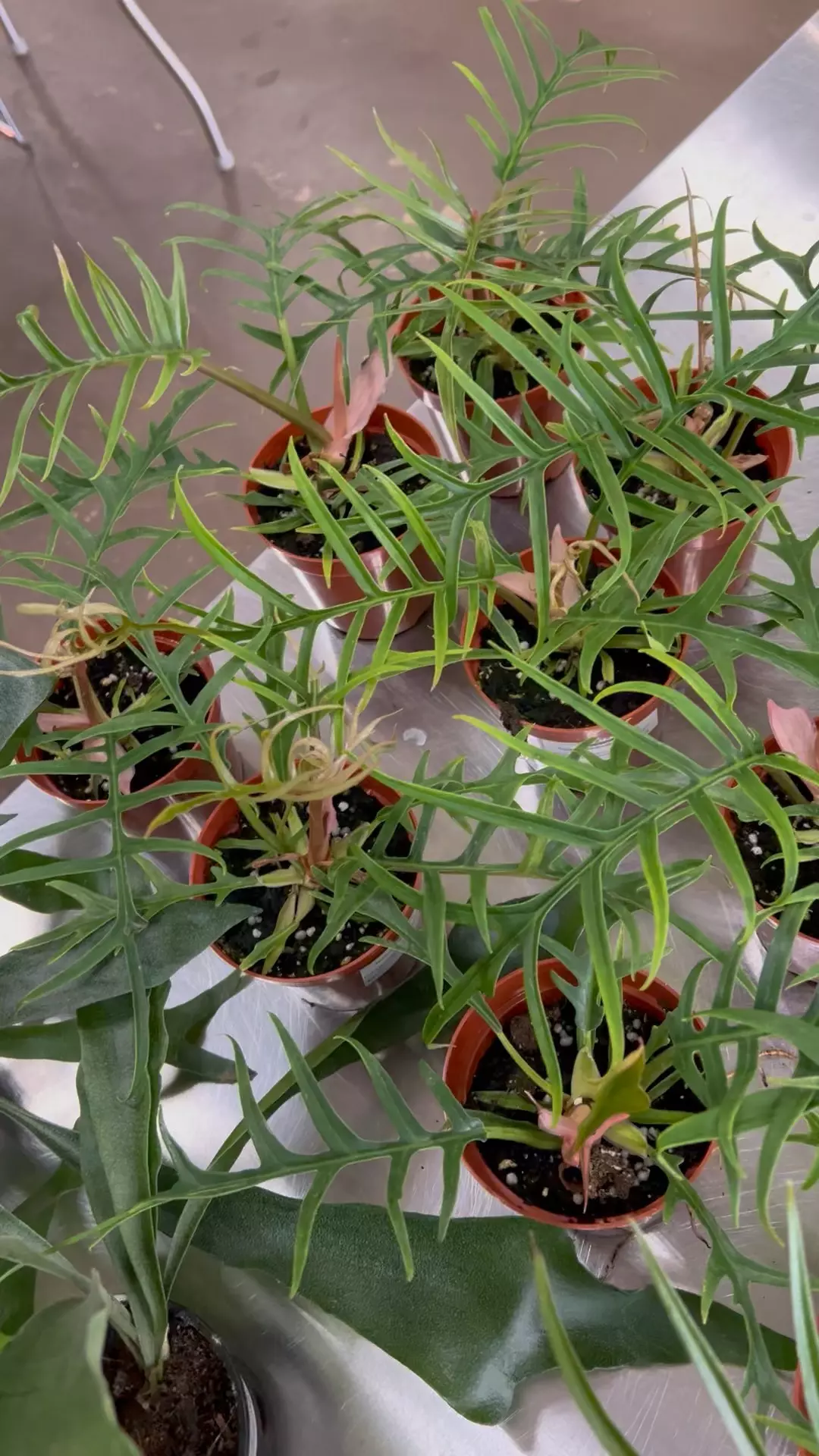 plant/Fortunately Philodendron 4” - Growers Choice-1