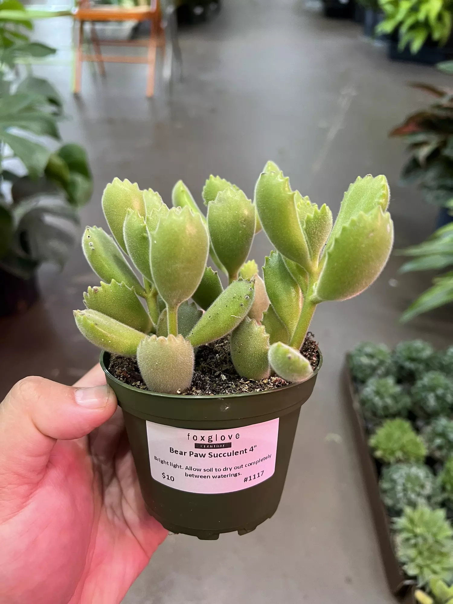 plant/Bear Paw Succulent 4” - Growers Choice-0