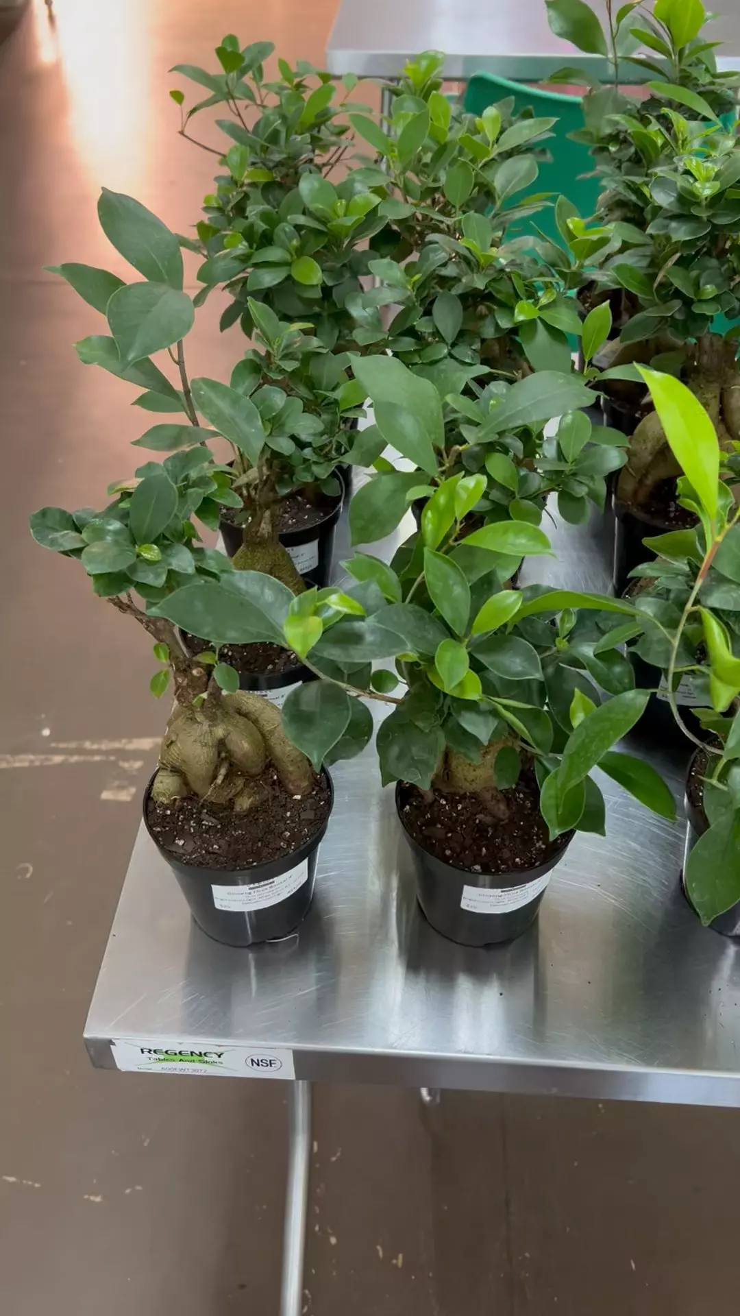 plant/Ginseng Ficus Bonsai 4” - Growers Choice-1
