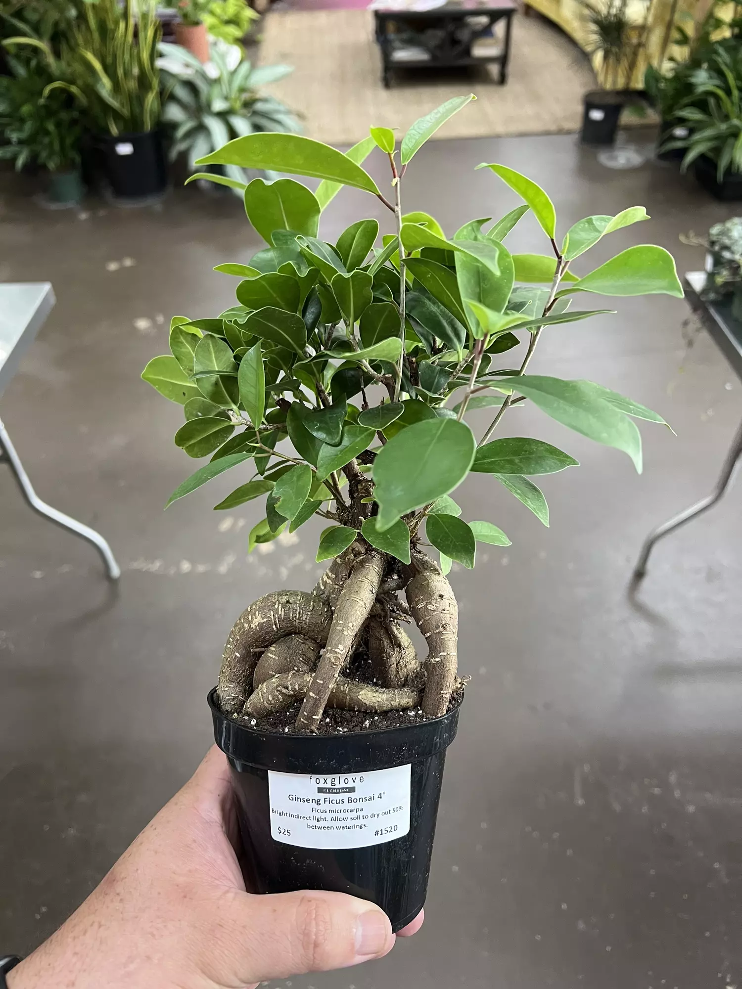 plant/Ginseng Ficus Bonsai 4” - Growers Choice-0