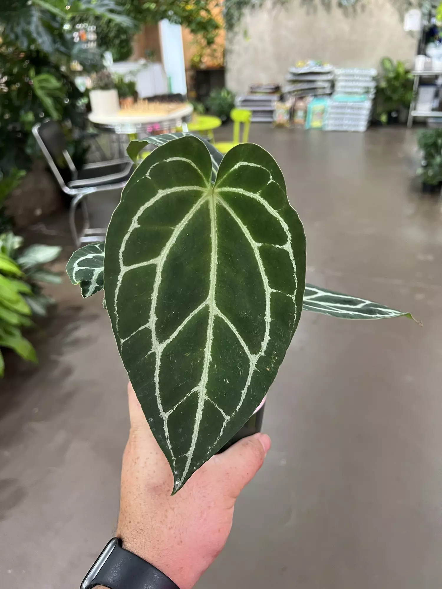 plant/Anthurium Crystallinum 4” - Growers Choice-1