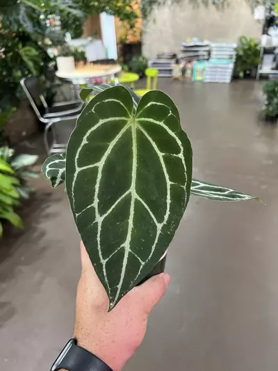 plant/Anthurium Crystallinum 4” - Growers Choice-1-thumbnail