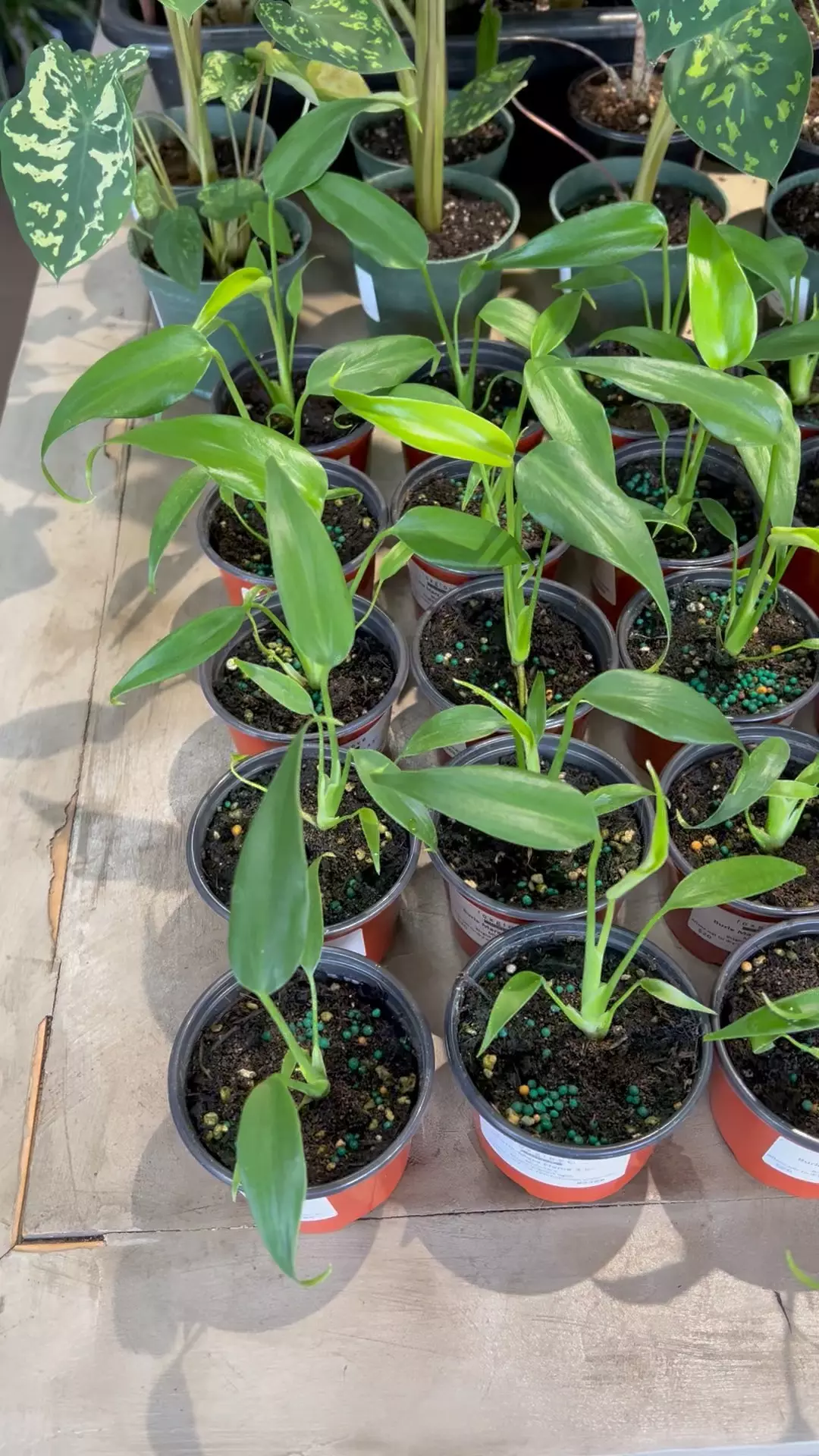 plant/Burle Marx Flame 3.5” - Growers Choice-1